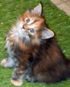 Maine Coon kittens for sale